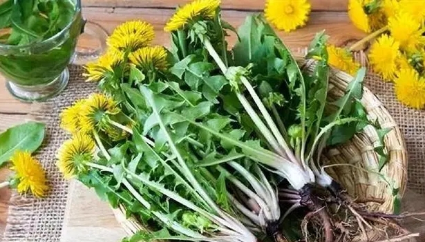 Vilka förändringar ser du i din kropp när du dricker maskrosor varje dag? Är maskrosekstrakt sant för anticancer?