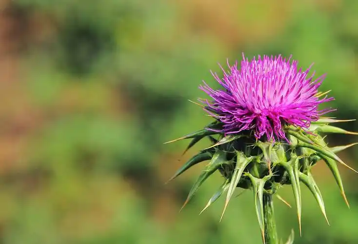 Vilka sjukdomar kan Silymarin användas för att behandla?