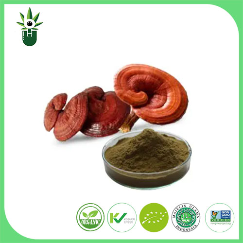 Ganoderma Lucidum extrakt